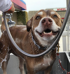 Dog being washed